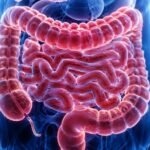 Ritmo circadiano: o impacto escondido no intestino Ilustração médica 4K do intestino humano com destaque para o ritmo circadiano e saúde digestiva