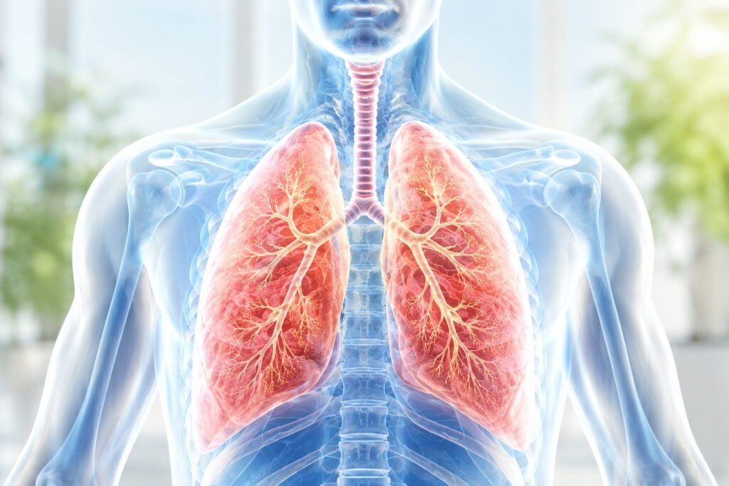 Ilustração médica clara sobre zinco e pulmões com destaque para o sistema respiratório humano